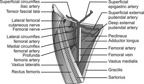 Medial Circumflex Femoral Artery Function