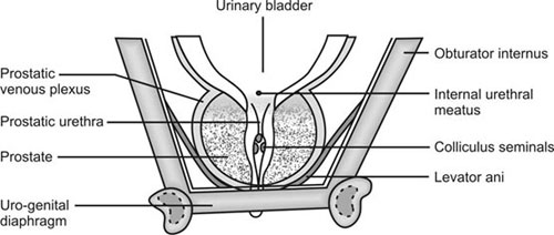 Plexus Prostate Prostatic Venous Plexus Anatomy