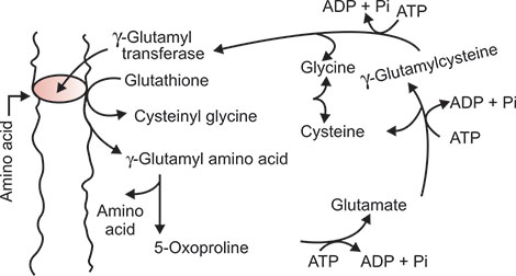 oral glutathione acne study The effects of the oral supplementation of LCystine associated with  reduced LGlutathioneGSH on human skin pigmentation: a randomized,  doubleblinded, benchmark and placebocontrolled clinical trial - Duperray  - 2022