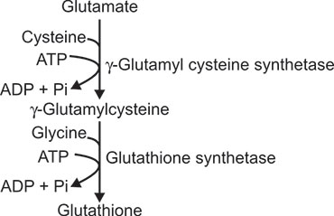 glutathione composition tripeptide cysteine glycine glutamate JaypeeDigital