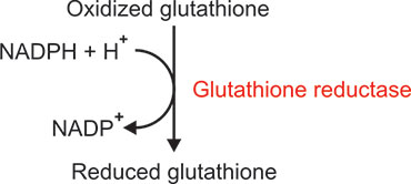 relumins glutathione 1650 mg Glutathione Quantification GSSG/GSH Quantification Kit