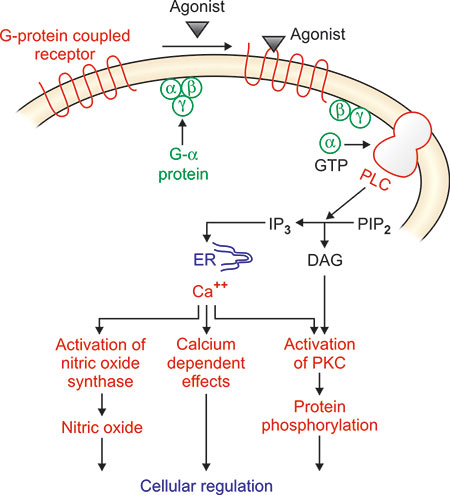 Hypopituitarism And Pip