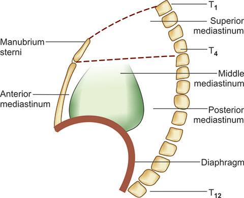 Superior And Inferior Mediastinum Boundaries