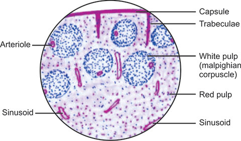 Histological Structure Of Spleen