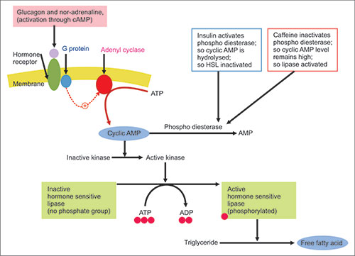 aod9604 mechanism hormone-sensitive lipase JaypeeDigital not_R 💙 B-12. You've heard Quantity based price:For 100-200 boxes