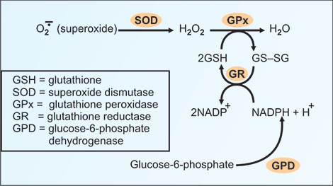 production of glutathione G6PD Deficiency and the Pentose Phosphate Pathway main image 1