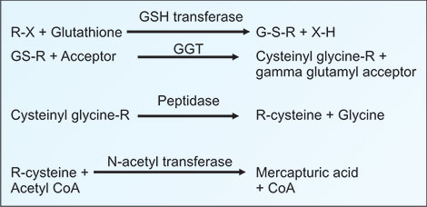 glutathione effects on eyes Glutathione: Physiological and Clinical Relevance main image 1