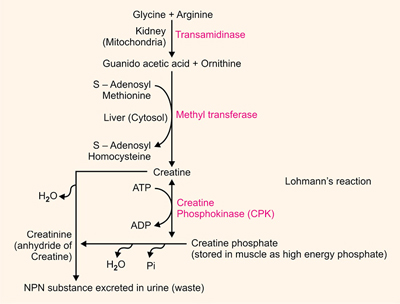 can glutathione help with inflammation JaypeeDigital