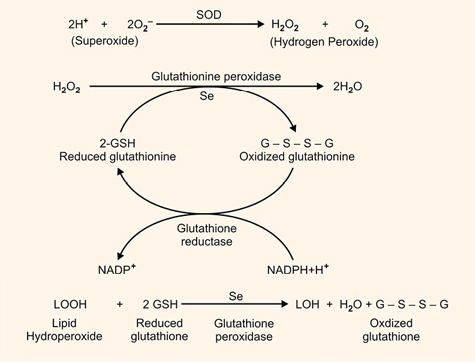 glutathione drink for skin whitening Glutathione Peroxidase-Catalase Cooperativity Is Required for Resistance to Hydrogen  Peroxide by Mature Rat Oligodendrocytes