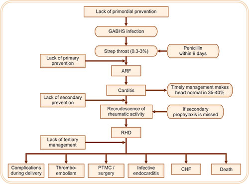 Rheumatic Fever Pathogenesis Flow Chart