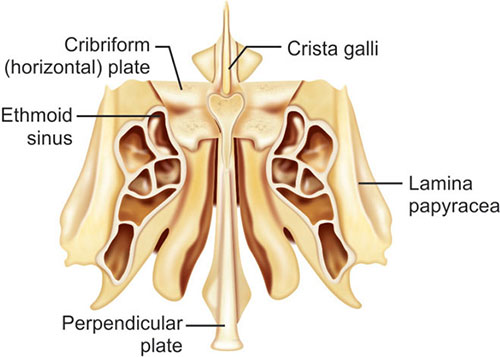 Cribriform Plate Lamina Cribrosa Image Yousun Koh SciELO Brasil