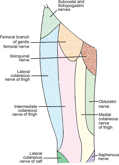 Lateral Femoral Cutaneous Nerve Dermatome Lateral Femoral Cutaneous Nerve Dermatome