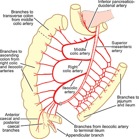 Inferior Mesenteric Artery Branches