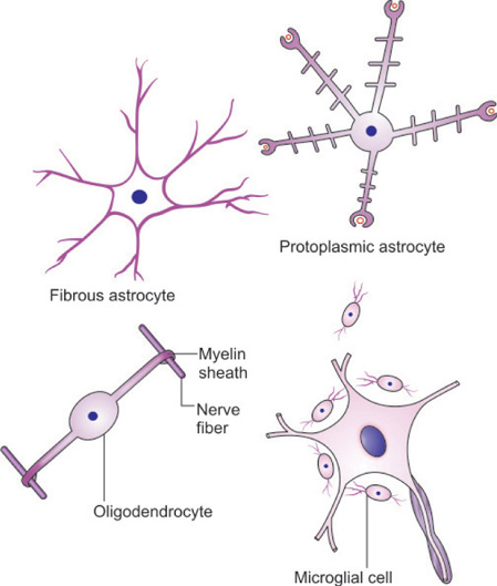 Protoplasmic Astrocytes Diagram