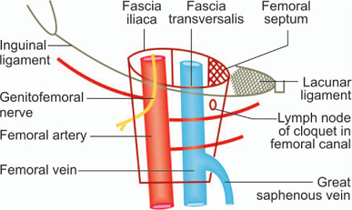 Femoral Septum Of Femoral Ring