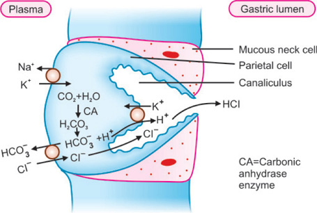 Gastric Acid Secretion