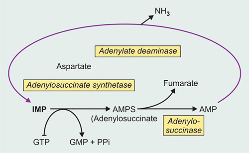 l carnitine fumarate amp deaminase deficiency L-Carnitine Adenosine monophosphate deaminase deficiency type