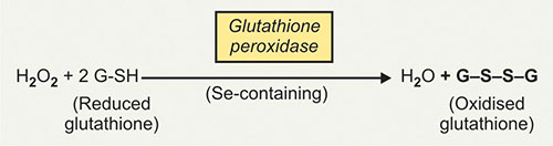oxidised and reduced glutathione L-Glutathione oxidized - CAS-Number 27025-41-8 Cellular redox cycle of reduced