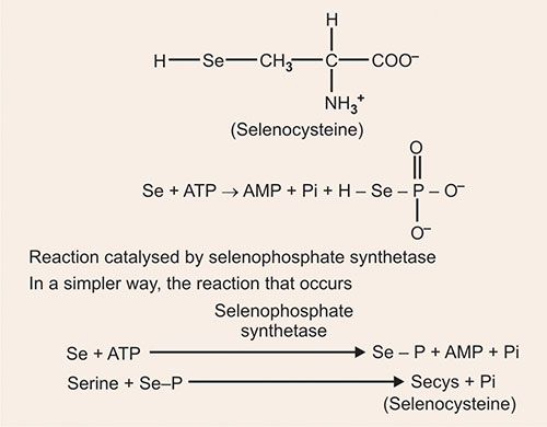 tylenol effect on glutathione Tylenol's Impact on Glutathione and Liver Damage