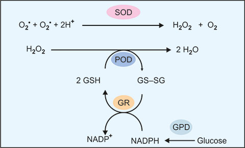 glutathione peroxidase reaction Insights into the catalytic mechanism of synthetic glutathione peroxidase  mimetics main image 1