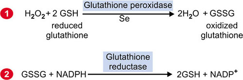 production of glutathione Pathogenesis of Microvascular Complications main image 0