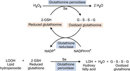 homocysteine and glutathione L-Glutathione vs. oxidized vs. Reduced Glutathione main image 0