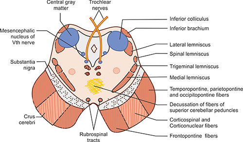 What Are The Superior And Inferior Colliculus Responsible For