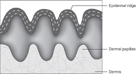 Tissue Ridges Dermal Ridges And Epidermal Ridges