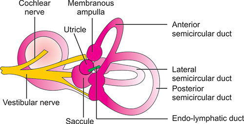 Ampule Inner Ear Ampulla Ear Function