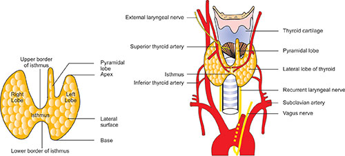 Parathyroid Anatomy Blood Supply