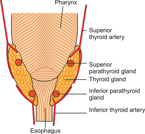 Parathyroid Anatomy Blood Supply