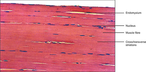 Skeletal Muscle Fibers Longitudinal Section