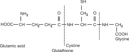 glutathione composition tripeptide cysteine glycine glutamic acid JaypeeDigital The role of cytochrome diverticulitis Size:25g - $550