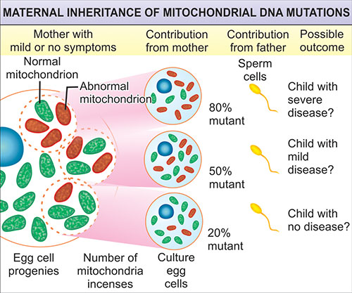 Mitochondrial Dna Inheritance Disease