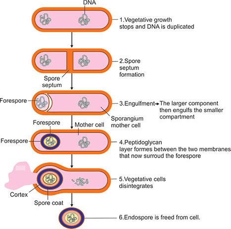 Endospore Formation In Bacteria Notes