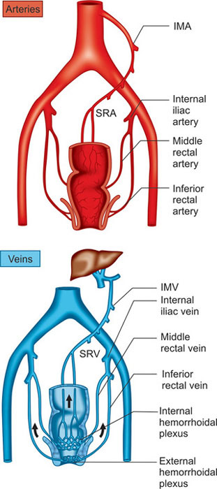 Inferior Rectal Artery Supplies Inferior Rectal Artery Supplies