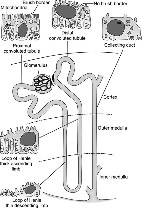 Loop Of Henle Anatomy Excretory System | Kidney | Urine Formation