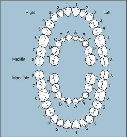 Zsigmondy Palmer Tooth Numbering System Tooth Numbering System Images