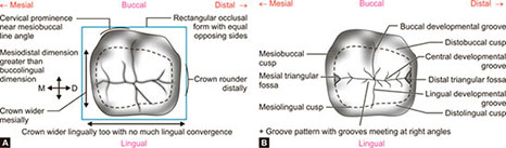 Lr Mandibular Ridge Triangular Ridge Of Mandibular First Molar