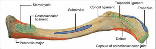 Conoid Tubercle Attachment