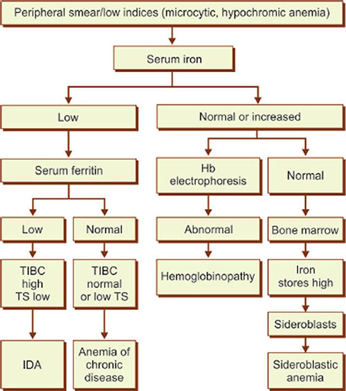 Anemia Of Chronic Disease Algorithm