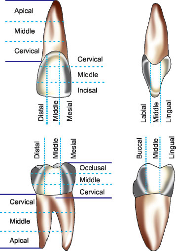 Cervical Region Of Tooth