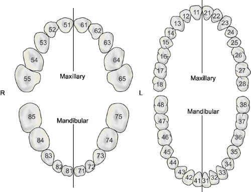 Fdi Tooth Numbering System Tooth Number Chart Printable PDF 