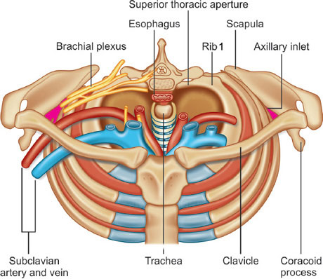 Thoracic Inlet Radiology Thoracic Inlet Anatomy Atlas Of Stem Anatomy In Herbs Shrubs And Trees