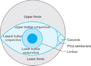 Lateral Fornix Of Conjunctiva