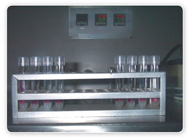 Kokrak qafasidagi ayollarning porno suratlari