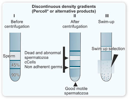 Dimitrovgraddagi fohishalar