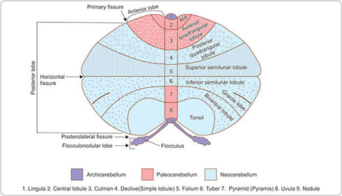 Flocculus And Nodule Of Cerebellum