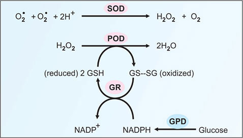 glutathione in fruits and vegetables What is Glutathione? – GoldBio main image 0