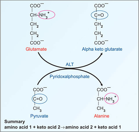 glutathione amino acid precursors Ways to Boost Your Glutathione Levels for Optimal Health main image 0